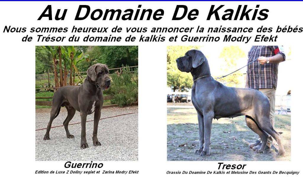 du domaine de Kalkis - Dogue allemand - Portée née le 26/05/2025