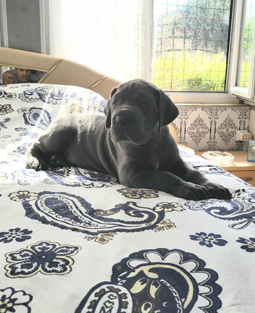 du domaine de Kalkis - Chiots disponibles - Dogue allemand